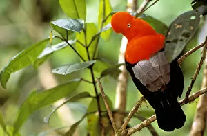 South America, Peru, Manu Cloud Forest. Andean Cock-of-the-Rock (Rupicola peruviana)