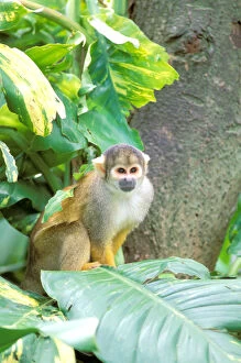 Images Dated 20th April 2006: South America, Peru, Manu National Park, Rainforest. Squirrel Monkey (Saimiri sciureus)