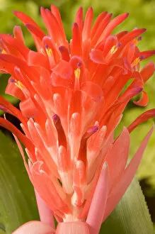 South America, Peru, Manu NP. Bromeliads flower (Guzmania fam.)