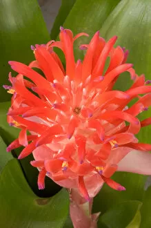 Images Dated 16th June 2005: South America, Peru, Manu NP. Bromeliads flower ( Guzmania fam.)