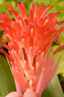 Bromeliad Prints: South America, Peru, Manu NP. Bromeliads flower (Guzmania fam. )