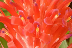 South America, Peru, Manu NP. Bromeliads flower ( Guzmania fam. )