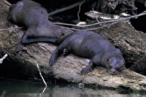 Images Dated 9th August 2012: South America, Peru, Manu River Region. Giant River Otter (Lutra longicaudis)