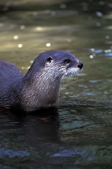 South America, Peru, Manu River Region. Giant River Otter (Lutra longicaudis)