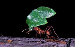 Images Dated 2nd August 2006: South America, Peru, Napo River National Park. Leaf cutter ant