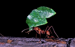 Images Dated 2nd August 2006: South America, Peru, Napo River National Park. Leaf cutter ant