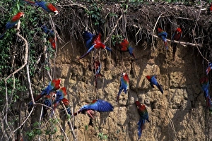 Images Dated 30th August 2007: South America, Peru, Rainforest. Red and green Macaws (Ara chloroptera) at clay lick