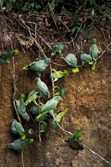 South America, Peru, Rainforest. Mealy Parrots at clay lick