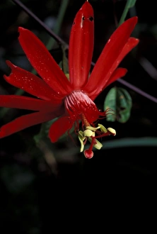 Passion Flower Prints: South America, Peru, Rainforest, Napo River. Passion flower (Passiflora incamata)