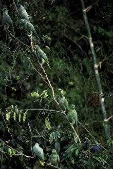 Images Dated 30th August 2007: South America, Peru, Rainforest. Mealy Parrots