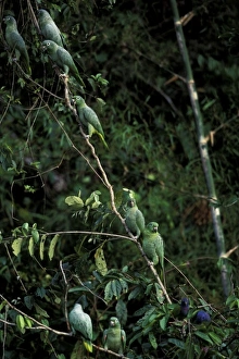 Images Dated 30th August 2007: South America, Peru, Rainforest. Mealy Parrots