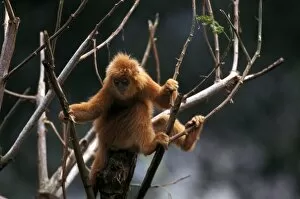 South America, Peru, Rainforest. Monkey in tree top