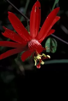 South America, Peru, Rainforest, Napo River. Passion flower (Passiflora incamata)