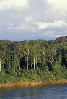 Images Dated 31st January 2005: South America, Peru, Tambopata River, banks of the river, deep in the Peruvian Amazon s