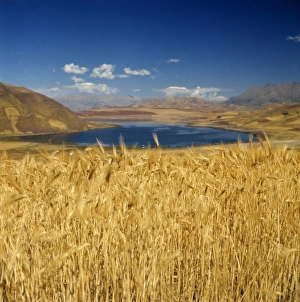Barley Prints: South America, Peru, Urubamba Valley