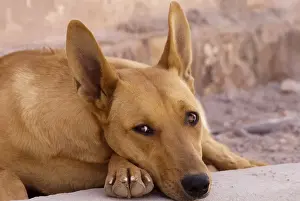 South America, Province Jujuy, Tilcara - street dogs in the village Tilcara