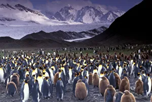 Penguin Prints: South America, South Georgia Island, King Penguins (Aptenodytes patagonicus)
