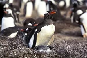 Images Dated 30th August 2007: South America, South Georgia Island. Gentoo Penguins (Pygoscelis papua)