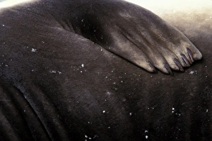 South America, South Georgia Island. Southern Elephant Seal (Mirounga leonina)