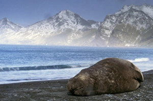 South America, South Georgia Island. Southern Elephant Seal (Mirounga leonina)
