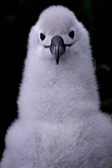 Images Dated 11th February 2005: South America, South Georgia Island Grey-headed albatross chick (Diomedea chrysostoma)