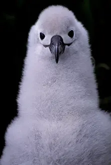 Beak Prints: South America, South Georgia Island Grey-headed albatross chick (Diomedea chrysostoma)