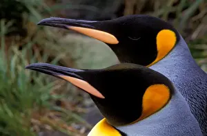 Penguin Prints: South America, South Georgia Island King Penguin (Aptenodytes patagonious)