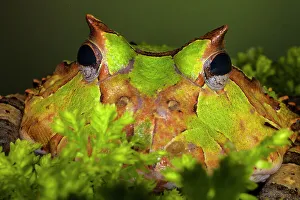 Frog Prints: South America, Surinam. Horn frog face close-up. (Editorial Use Only)