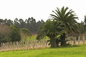 Images Dated 17th August 2005: South America, Uruguay
