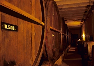 Aging Prints: South America, Uruguay; Canelones. Fine wine ages in huge oaken casks in a cool wine