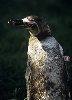 Penguin Prints: South America, Uruguay; Piriapolis; Banded penguin at the animal rescue facility