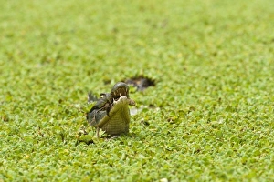 South America, Venezuela
