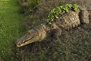 South America, Venezuela