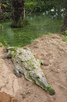 South America, Venezuela