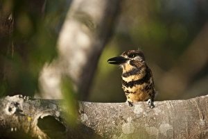 South America, Venezuela