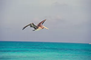 Images Dated 10th April 2006: South America, Venezuela, Los Roques, Crasqui. Pelican in flight