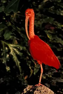 Images Dated 3rd January 2008: South America, Venezuela. Scarlet Ibis (Eddocimus ruber)