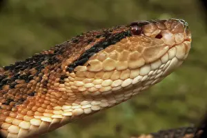 Viper Prints: South American Bushmaster (Lachesis muta) CAPTIVE HABITAT & RANGE: Equatorial