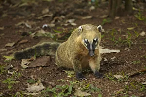 Iceberg Prints: South American coati (Nasua nasua), Iguazu Falls, Argentina