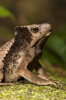Biology Prints: South American Crested Toad (Rhinella sp)