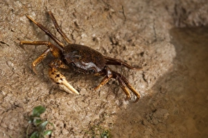 Images Dated 18th March 2009: South American Freshwater Crab, (Pseudothelpusidae, Kingsleya sp. ) Family of freshwater