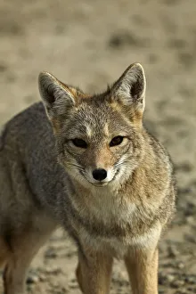 Lookout Prints: South American gray fox (Lycalopex griseus), Patagonia, Argentina