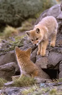 Lair Prints: South American Gray Fox (Lycalopex griseus) pair at den, Torres del Paine National Park