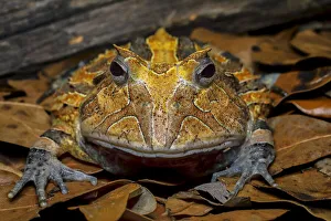 Frog Prints: South American horned frog