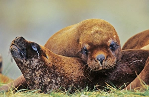 South American Sea Lion (Otaria flavescens, formerly Oraria byronia) or Southern
