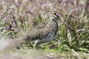Charadriiformes Prints: South American snipe or Magellan snipe (Gallinago paraguaiae or Gallinago magellanica)