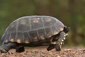 Images Dated 14th December 2009: South American Yellow-footed Tortoise (Gecochelone denticulata) Iwokrama Reserve