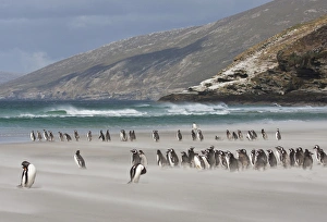 Spheniscidae Prints: South Atlantic, Falkland Islands, Saunders Island. Magellanic penguins on sandy beach