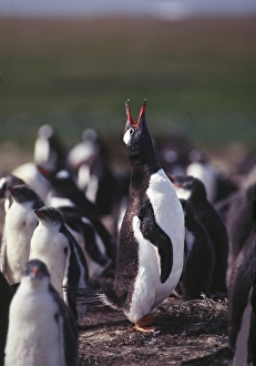 Ritual Prints: South Atlantic Ocean; Falkland Islands, East Falkland Island. Gentoo Penguins (Pygoscelis