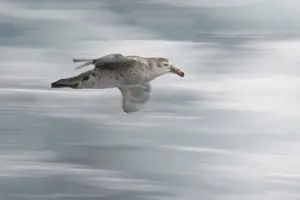 Giant Petrel Prints: South Atlantic Ocean. A northern giant petrel glides by a tourist boat